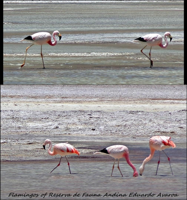 97 - flamingo (Large)